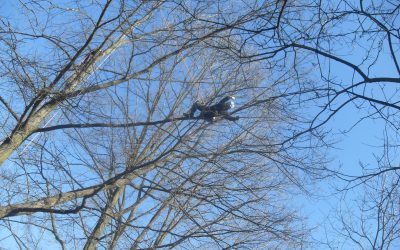Recupero Droni su alberi