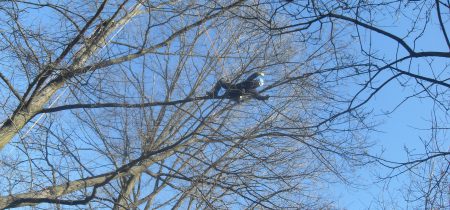 Recupero Droni su alberi