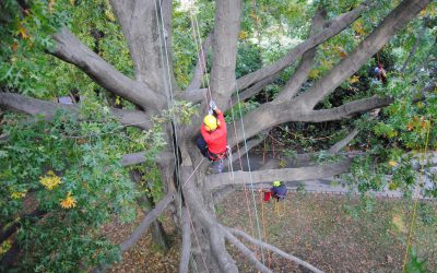 Abbattimento alberi, alto fusto