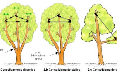 Consolidamento Alberi