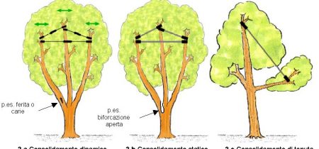 Consolidamento Alberi